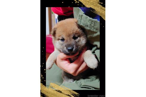 販売中の栃木県の柴犬-388618の1枚目