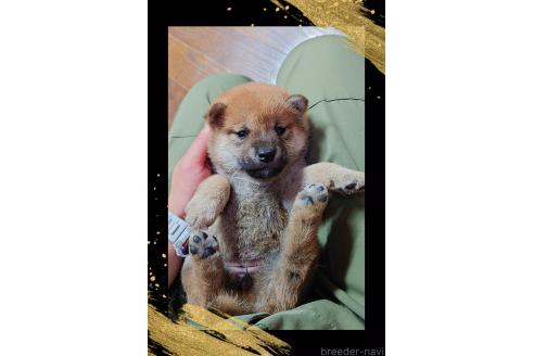 販売中の栃木県の柴犬-388618の5枚目