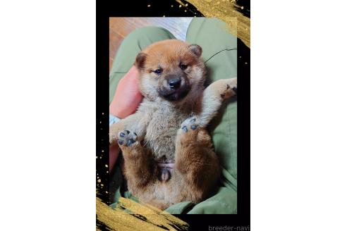 販売中の栃木県の柴犬-388618の4枚目