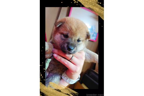 販売中の栃木県の柴犬-388618の3枚目