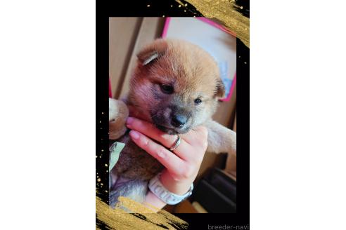 販売中の栃木県の柴犬-388618の2枚目