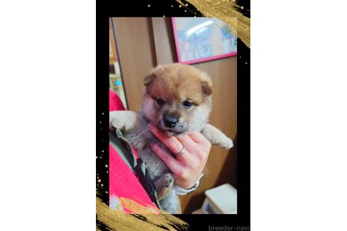 販売中の栃木県の柴犬-388619の1枚目