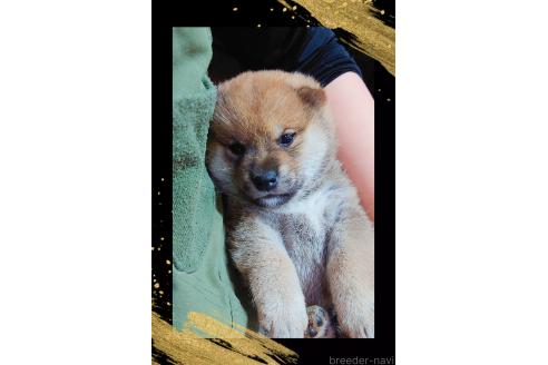 販売中の栃木県の柴犬-388619の5枚目