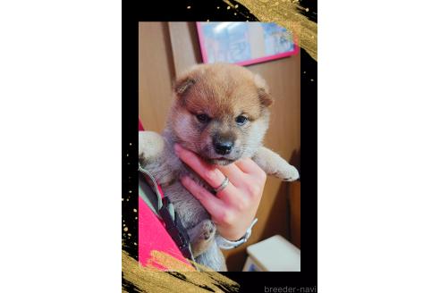 販売中の栃木県の柴犬-388619の4枚目