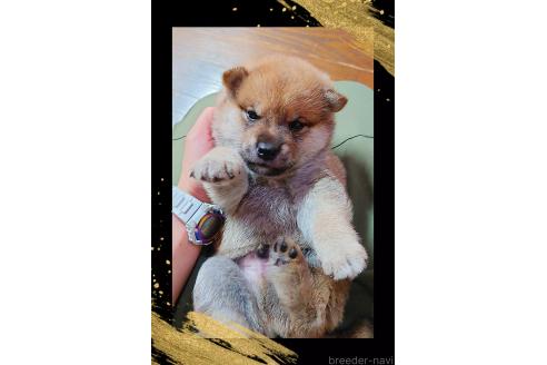 販売中の栃木県の柴犬-388619の3枚目