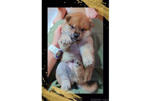 販売中の栃木県の柴犬-388619の2枚目