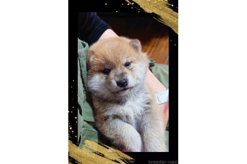 販売中の栃木県の柴犬-388620の1枚目
