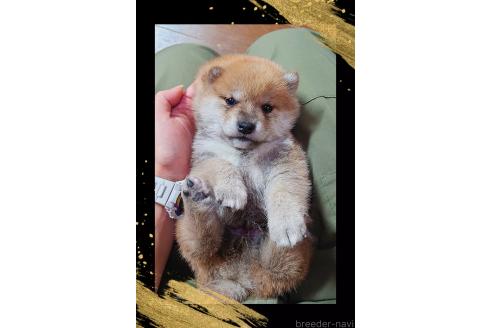 販売中の栃木県の柴犬-388620の6枚目
