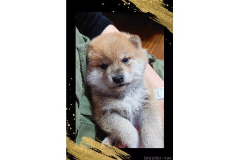 販売中の栃木県の柴犬-388620の5枚目