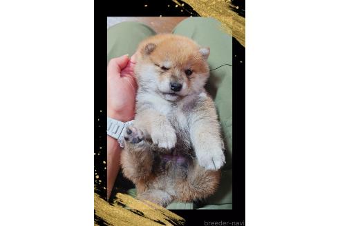 販売中の栃木県の柴犬-388620の4枚目