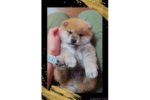 販売中の栃木県の柴犬-388620の3枚目