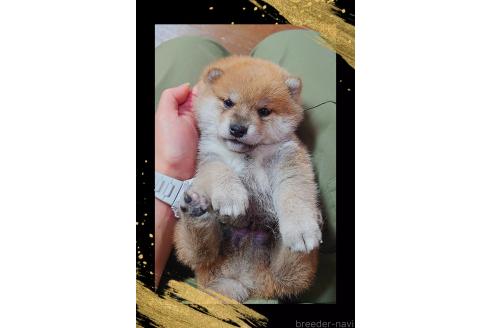 販売中の栃木県の柴犬-388620の2枚目