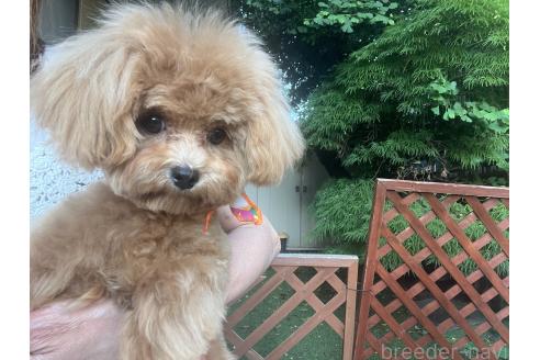 販売中の埼玉県のミックス犬-370849の6枚目