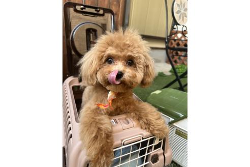 販売中の埼玉県のミックス犬-370849の4枚目