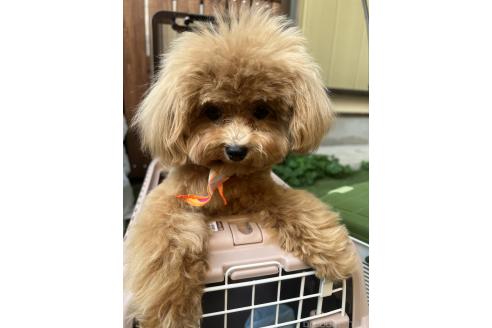 販売中の埼玉県のミックス犬-370849の3枚目