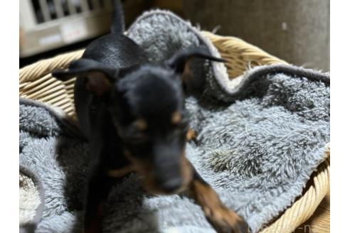 商談中の千葉県のトイマンチェスターテリア-379720の3枚目