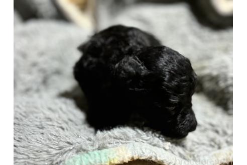 販売中の千葉県のトイプードル-389217の4枚目