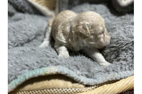 販売中の千葉県のトイプードル-389216の4枚目
