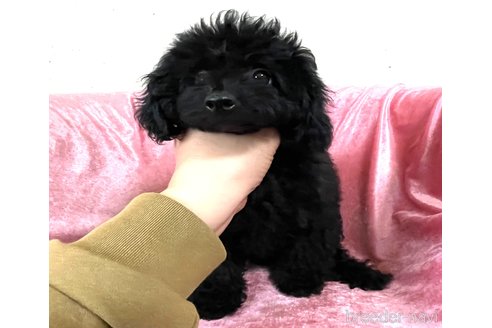 販売中の大阪府のタイニープードル-383458の1枚目