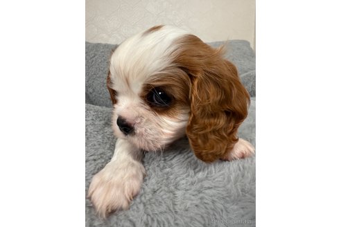 販売中の福岡県のキャバリアキングチャールズスパニエル-388580の3枚目