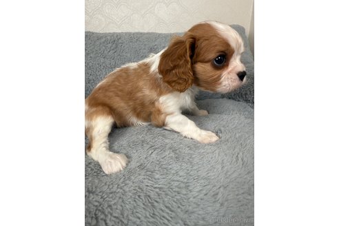 販売中の福岡県のキャバリアキングチャールズスパニエル-388582の2枚目