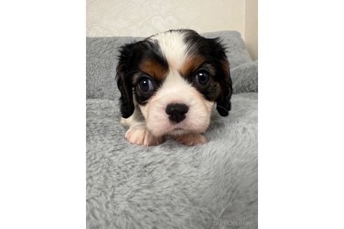 販売中の福岡県のキャバリアキングチャールズスパニエル-388585の3枚目