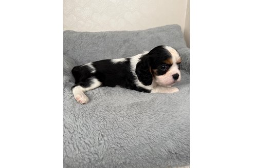 販売中の福岡県のキャバリアキングチャールズスパニエル-388587の3枚目