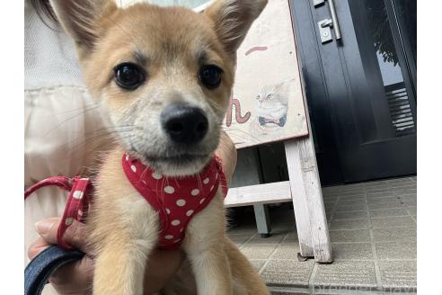 販売中の埼玉県のミックス犬-372853の2枚目