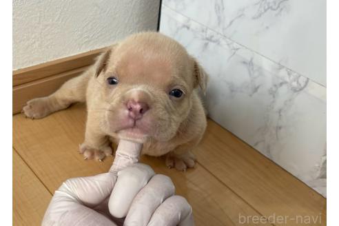 成約済の茨城県のエキゾチックブリー-387182の3枚目