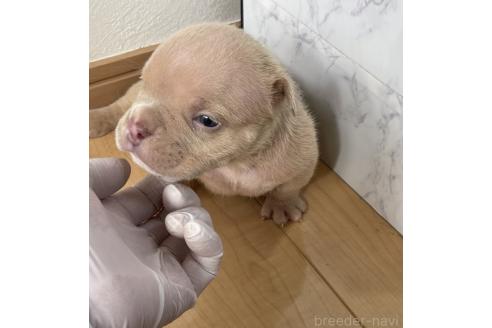 成約済の茨城県のエキゾチックブリー-387182の2枚目