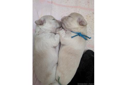 販売中の三重県のミックス犬-388383の2枚目
