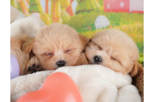 成約済の群馬県のポメプー:ポメラニアン×トイプードル-388385の2枚目