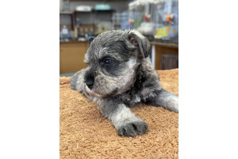 販売中の栃木県のミニチュアシュナウザー-388392の6枚目