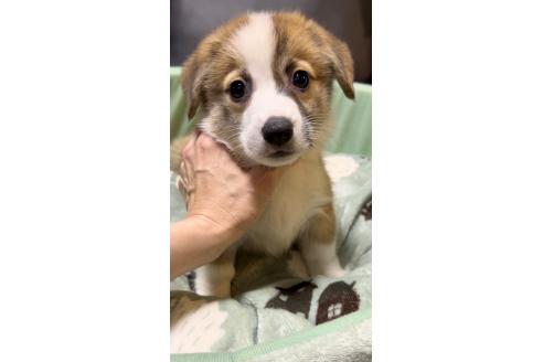 販売中の奈良県のウェルシュコーギーペンブローク-388639の1枚目