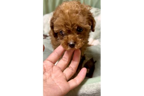 販売中の奈良県のタイニープードル-388641の8枚目