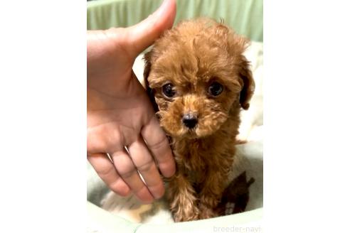 販売中の奈良県のタイニープードル-388641の7枚目
