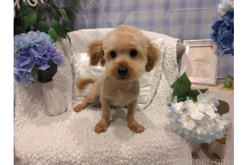 商談中の石川県のトイプードル-379979の3枚目