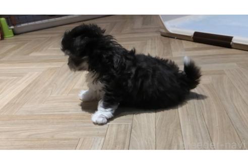 販売中の埼玉県のチワマル:チワワ×マルチーズ-381738の7枚目
