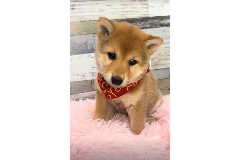 販売中の茨城県の柴犬-388663の5枚目
