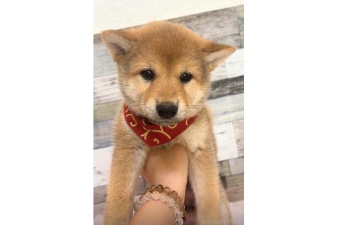 販売中の茨城県の柴犬-388663の4枚目