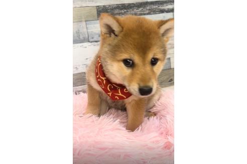 販売中の茨城県の柴犬-388663の2枚目