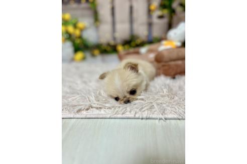 販売中の岐阜県のチワワ(ロングコート)-388668の5枚目