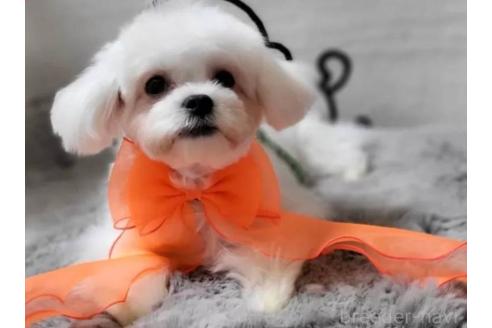 販売中の東京都のミックス犬-388676の1枚目