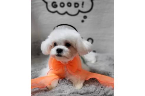 販売中の東京都のミックス犬-388676の4枚目