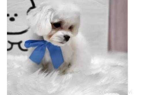 販売中の東京都のミックス犬-388676の3枚目