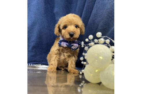 販売中の茨城県のトイプードル-388679の5枚目