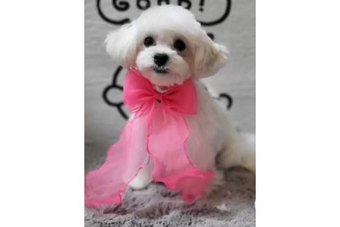販売中の東京都のミックス犬-388678の5枚目