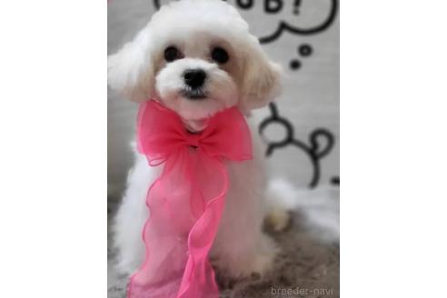 販売中の東京都のミックス犬-388678の4枚目