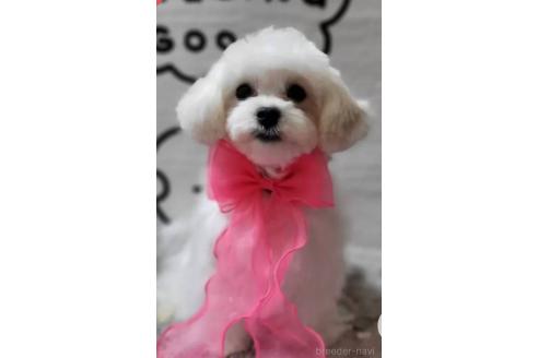 販売中の東京都のミックス犬-388678の3枚目