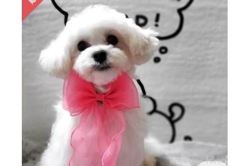 販売中の東京都のミックス犬-388678